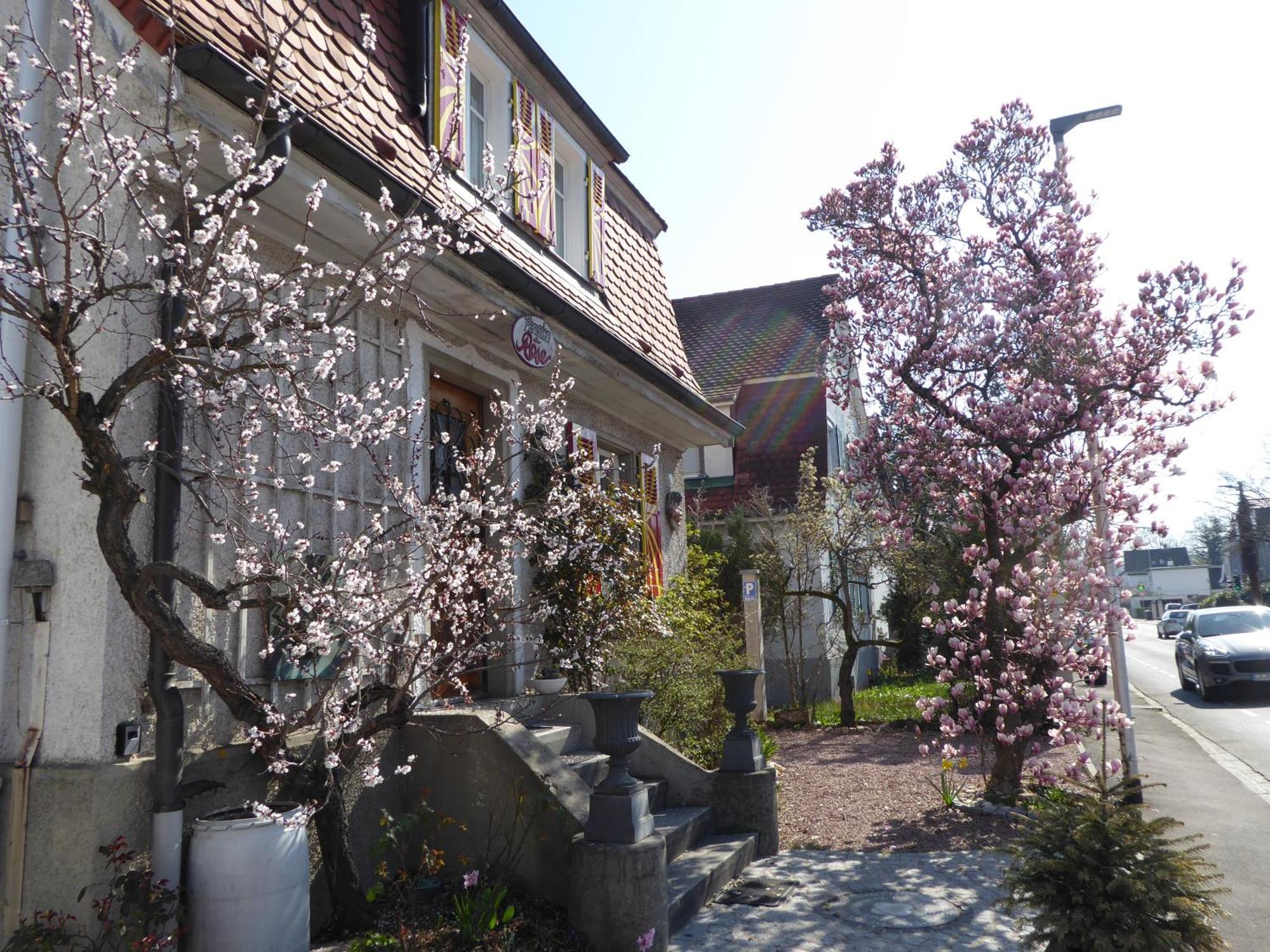 Pension Zur Rose Weil am Rhein Exterior foto